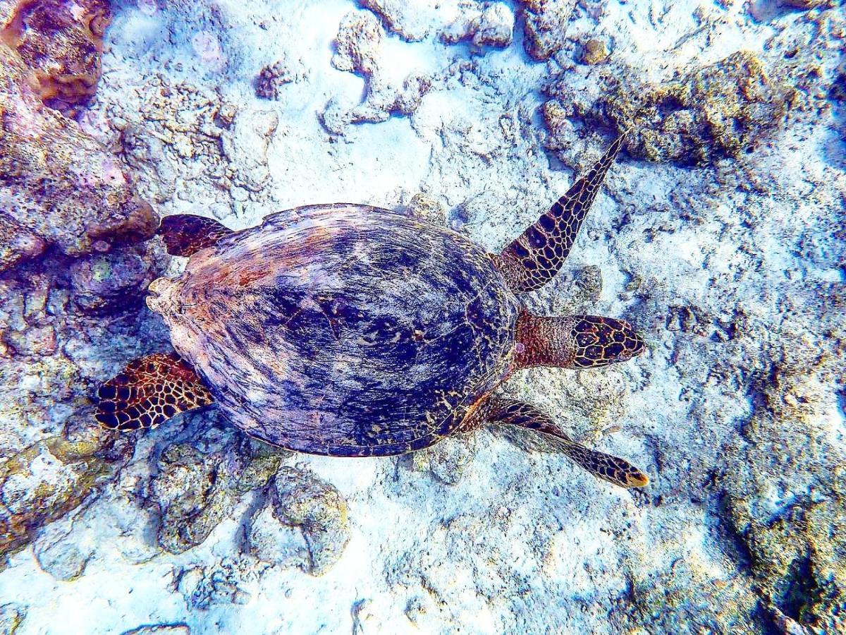 La Due Thulusdhoo Hotell Exteriör bild